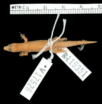 Media type: image;   Herpetology R-119351